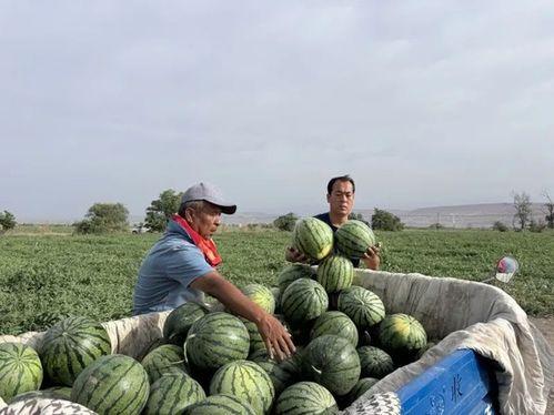 吃瓜温柔乡,揭秘网络热词背后的文化现象