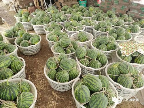 吃瓜赏花赏奇葩