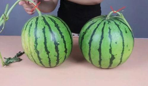 晚上吃土瓜会胖吗,增肥还是瘦身之谜？