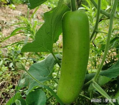 瓜是晚上吃的,揭秘晚间最佳美食——瓜类