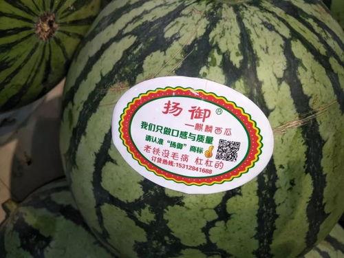 吃瓜主题手账,手账里的吃瓜日常