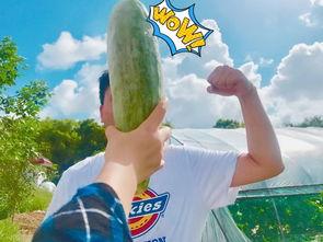 吃瓜最火的瓜,揭秘幕后真相