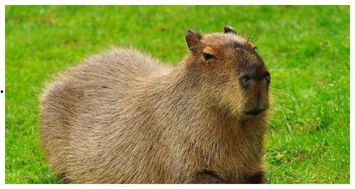 水豚吃瓜机,揭秘水豚吃瓜机的神奇魅力