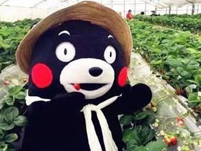 吃熊瓜合法的地方,熊瓜合法食用的神秘之地揭秘