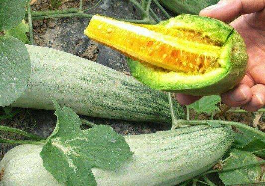 梦到瓜秧旺盛摘瓜吃,丰收喜悦的摘瓜体验