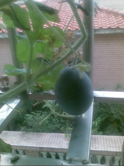 哈尔滨阳台吃瓜,邻里共享的清凉时光